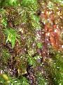 Minature world in a mossy log, Binna Burra IMGP1518
